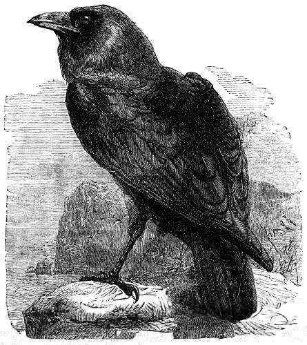 234-The-Raven-Corvus-Corax-q75-445x500.jpg